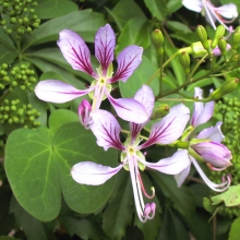 Bauhinia yunnanensis