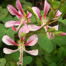 Bauhinia yunnanensis