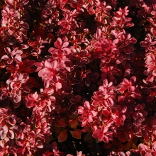 Berberis `Admiration`*