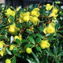 Berberis frikartii `Amstelveen`*