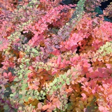 Berberis thunbergii 'Green Carpet'