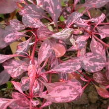 Berberis thunbergii `Rose Glow`