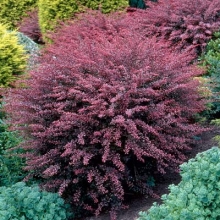 Berberis thunbergii `Rose Glow`