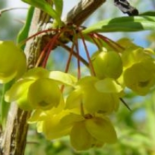 Berberis gagnepainii