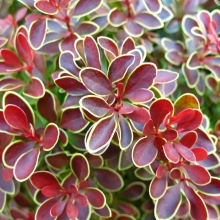 Berberis `Admiration`*