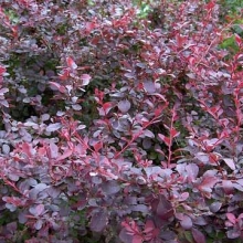 Berberis thunbergii `Atropurpurea` 25 darabos sövényakció!