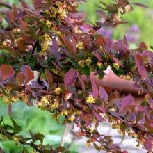 Berberis thunbergii `Atropurpurea` 25 darabos sövényakció!