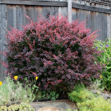 Berberis thunbergii `Atropurpurea` 25 darabos sövényakció!