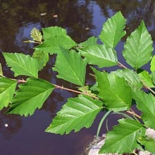 Betula nigra 