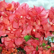 Bougainvillea `Louis Wathen`