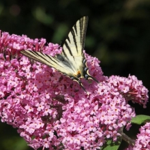 Buddleia davidii `Pink Delight`