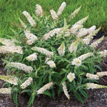 Buddleia davidii 'White Ball'*