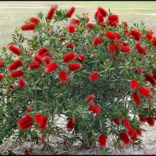 Callistemon citrinus `Splendens`