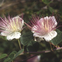 Capparis spinosa 