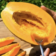 Carica papaya `Sensation`