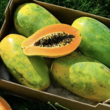 Carica papaya `Sensation`