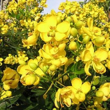 Cassia corymbosa Floribunda, Senna corymbosa Floribunda