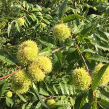 Castanea sativa x crenata `Marlhac`