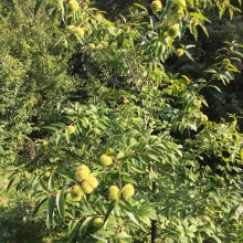 Castanea sativa x crenata `Marlhac`