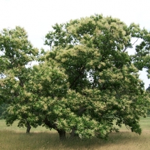 Castanea dentata