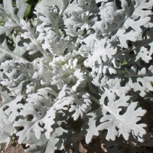 Centaurea cineraria