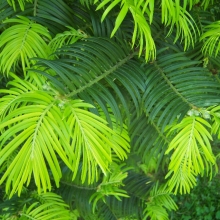 Cephalotaxus harringtonia var koreana