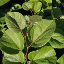 Cercis chinensis 