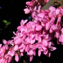 Cercis siliquastrum 5 darabos csomag!