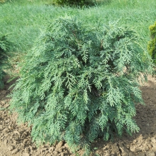 Chamaecyparis lawsoniana 'Silver Globus'