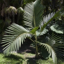 Chambeyronia macrocarpa