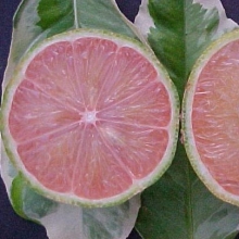Citrus limon 'Variegata Polpa Rosa'