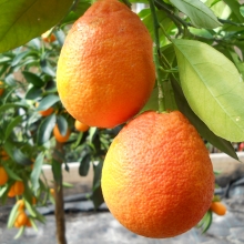 Citrus sinensis 'Vérnarancs'