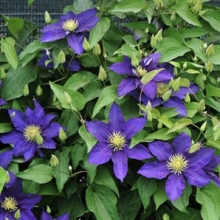 Clematis `Piotr Skarga`