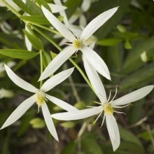 Clematis `Southern Cross`