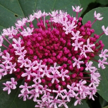 Clerodendron (Clerodendrum) bungei 