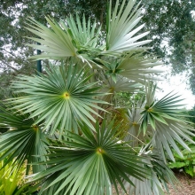 Coccothrinax miraguama