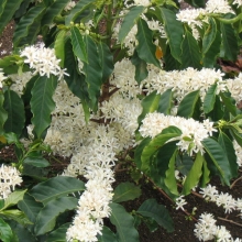 Coffea arabica