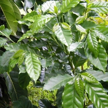 Coffea arabica