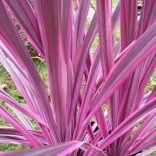 Cordyline australis `Pink Passion`