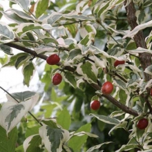 Cornus mas `Variegata`