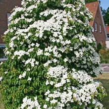 Cornus kousa var. chinensis K8!