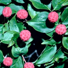 Cornus kousa var. chinensis K8!