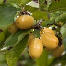 Cornus mas `Flava`