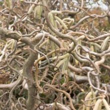 Corylus avellana `Contorta`