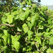 Corylus avellana `Contorta`