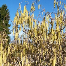 Corylus avellana `Contorta`