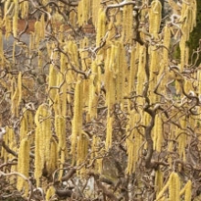 Corylus avellana `Contorta`