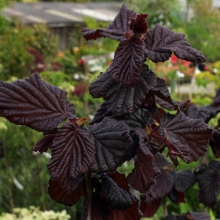 Corylus avellana 'Red Majestic'