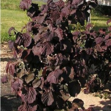 Corylus avellana 'Red Majestic'