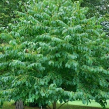 Corylus chinensis